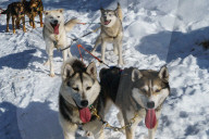 Six husky dog team pauses in the snow after safari, Husky Farm (Property Release), Torassieppi, Lapland, Northern Finland