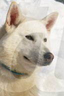 Close-up head shot of husky dog, Hercules, Husky Farm (Property Release), Torassieppi, Lapland, Northern Finland