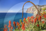 The sea cliff headland Cabo Girao with red Kranz aloe, Aloe arborescens and Agave attenuata, Madeira, Portugal, EU, Europe