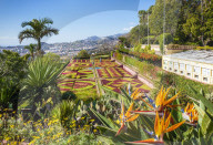 Formal garden with Bird of Paradise flowers, Madeira Botanical gardens, Jardim Botanico, funchal, Madeira, Portugal, EU, Europe