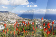 View over Funchal, capital city of Madeira, city and harbour with red Kranz aloe flowers, Aloe arborescens, Portugal, EU, Europe