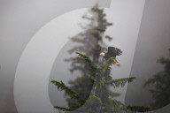 Bald eagle (Haliaeetus leucocephalus), Chugach National Forest, Alaska, U.S.A.