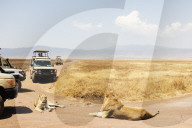 East Africa, Tanzania, safari in Ngorongoro Crater Conservation Area, Unesco, tourists on a game drive, a lion (Panthera Leo)