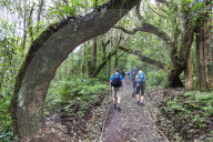 East Africa, Tanzania, Kilimanjaro National Park, Unesco World Heritage site, hikers in the rain forest