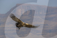 Cape vulture (Gyps coprotheres), Giant's Castle game reserve, KwaZulu-Natal, South Africa, September 2017