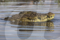 Nile crocodile (Crocodylus niloticus), Chobe river, Botswana, September 2017