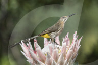 Cape sugarbird (Promerops cafer) on King Protea, Kirstenbosch Botanical Gardens, Cape Town, South Africa, September 2017