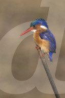 Malachite kingfisher (Alcedo cristata), Chobe river, Botswana, June 2017