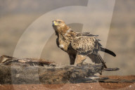 Tawny eagle (Aquila rapax) scavenging, Zimanga private game reserve, KwaZulu-Natal, South Africa, June 2017