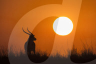 Red lechwe (Kobus lechwe) male at sunset, Chobe national park, Botswana, Africa, June 2017