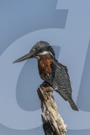 Giant kingfisher (Megaceryle maxima), Chobe river, Botswana, June 2017
