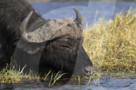 Cape buffalo (Syncerus caffer), Chobe river, Botswana, June 2017