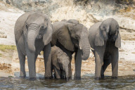African elephant (Loxodonta africana) drinking at river, Chobe river, Botswana, September 2017