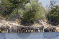 African elephants (Loxodonta africana) drinking at river, Chobe river, Botswana, September 2017
