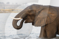 African elephant (Loxodonta africana) in river, Chobe river, Botswana, September 2017
