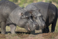 Hippos (Hippopotamus amphibius), Chobe national park, Botswana, Africa, June 2017