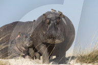Hippos (Hippopotamus amphibius) with redbilled oxpeckers (Buphagus erythrorhynchus), Chobe national park, Botswana, June 2017