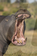 Hippo (Hippopotamus amphibius) yawning, Chobe national park, Botswana, Africa, June 2017
