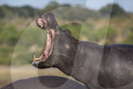 Hippo (Hippopotamus amphibius) yawning, Chobe national park, Botswana, Africa, June 2017