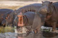 Hippos (Hippopotamus amphibius), Chobe river, Botswana, September 2017