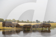 Hippos (Hippopotamus amphibius), Chobe river, Botswana, September 2017