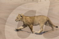 Lion (Panthera leo) cub, Chobe National Park, Botswana, September 2017