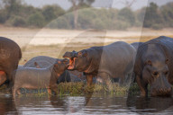 Hippos (Hippopotamus amphibius), Chobe river, Botswana, September 2017