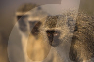 Vervet monkeys (Chlorocebus pygerythrus, Zimanga game reserve, KwaZulu-Natal, South Africa, September 2017