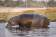 Hippo (Hippopotamus amphibius), Chobe river, Botswana, September 2017