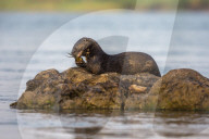 Spotted necked otter (Hydrictis maculicollis) eating leopard squeaker fish, Chobe River, Botswana, Africa, September 2017