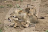 Lioness (Panthera leo) with cubs, Zimanga game reserve, KwaZulu-Natal, South Africa, September 2017