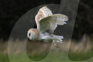 Barn owl (Tyto alba), captive, Cumbria, UK, August 2017