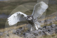 Snowy owl (Bubo scandiacus) juvenile in flight, captive, Cumbria, UK, August 2017