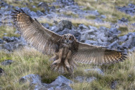 European (Eurasian) eagle owl (Bubo bubo) juvenile in flight, captive, Cumbria, UK, August 2017