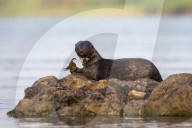 Spotted necked otter (Hydrictis maculicollis) eating leopard squeaker fish, Chobe River, Botswana, Africa, September 2017