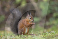 Red squirrel (Sciurus vulgaris), Eskrigg nature reserve, Lockerbie, Scotland, October 2017