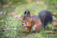 Red squirrel (Sciurus vulgaris), Eskrigg nature reserve, Lockerbie, Scotland, October 2017
