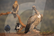 Whitebacked vulture (Gyps africanus), Zimanga private game reserve, KwaZulu-Natal, South Africa