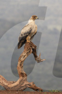 Tawny eagle (Aquila rapax), Zimanga private game reserve, KwaZulu-Natal, South Africa