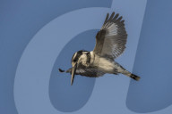 Pied kingfisher (Ceryle rudis) hovering, Chobe national park, Botswana