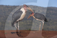 Marabou (Leptoptilos crumenifer), Zimanga private game reserve, KwaZulu-Natal, South Africa