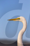 Great egret (Ardea alba), Zimanga private game reserve, KwaZulu-Natal, South Africa
