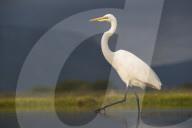 Great egret (Ardea alba), Zimanga private game reserve, KwaZulu-Natal, South Africa