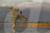 African fish eagle (Haliaeetus vocifer), Chobe National Park, Botswana, Africa,