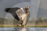 Egyptian goose (Alopochen aegyptiaca), Zimanga private game reserve, KwaZulu-Natal, South Africa