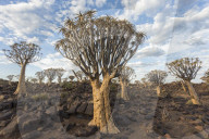 Quiver trees (kokerboom) (Aloidendron dichotomum, formerly Aloe dichotoma), Quiver Tree Forest, Keetmanshoop, Namibia