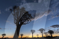 Quiver tree at sunset (kokerboom) (Aloidendron dichotomum, formerly Aloe dichotoma), Quiver Tree Forest, Keetmanshoop, Namibia