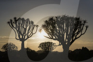 Quiver trees at sunrise (kokerboom) (Aloidendron dichotomum, formerly Aloe dichotoma), Quiver Tree Forest, Keetmanshoop, Namibia