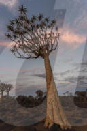 Quiver tree in twilight (kokerboom) (Aloidendron dichotomum, formerly Aloe dichotoma), Quiver Tree Forest, Keetmanshoop, Namibia