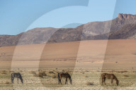 Wild horses, Aus, Namibia